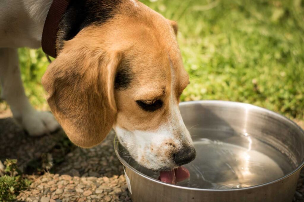 agua para tu mascota