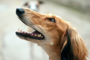 Tips para que los perros y gatos tengan una buena salud dental