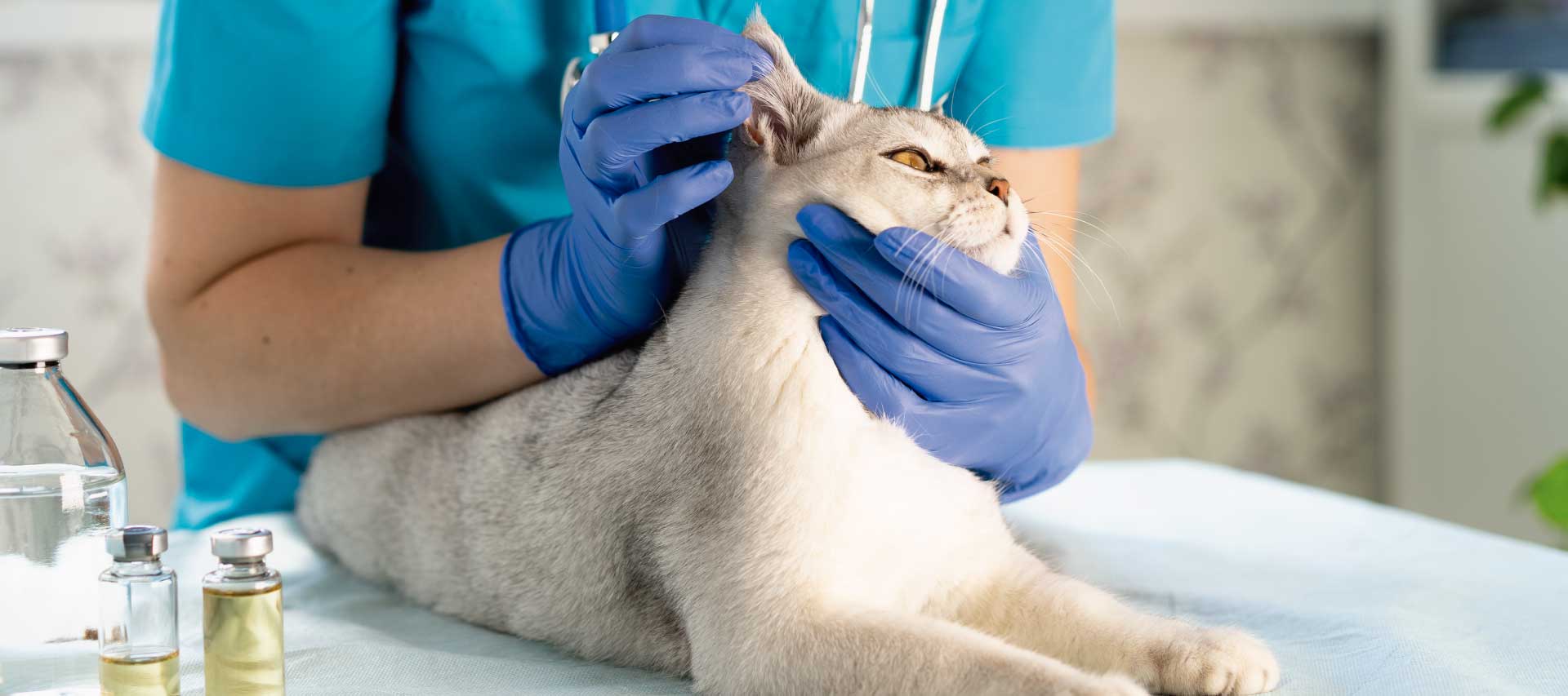 Otitis en los animales de compañía