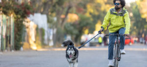 ABC para paseos seguros en bicicleta con tu perro
