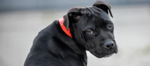 3 nutrientes que afectan la conducta y el bienestar emocional de tu mascota
