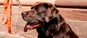 Perro con enfermedad cardíaca