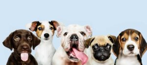 problemas digestivos de tu peludito