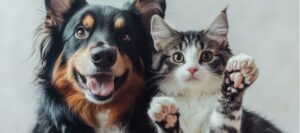 excesos-alimentarios-en-mascotas