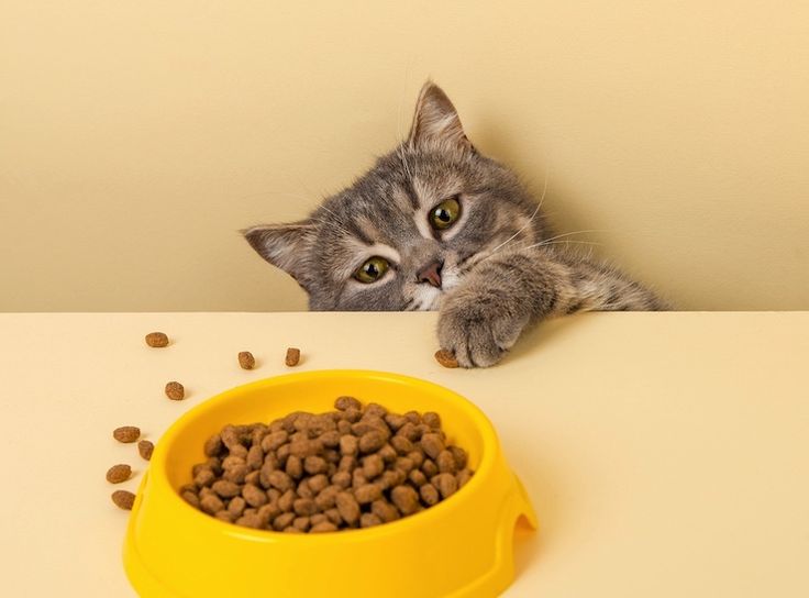nutrición felina especializada