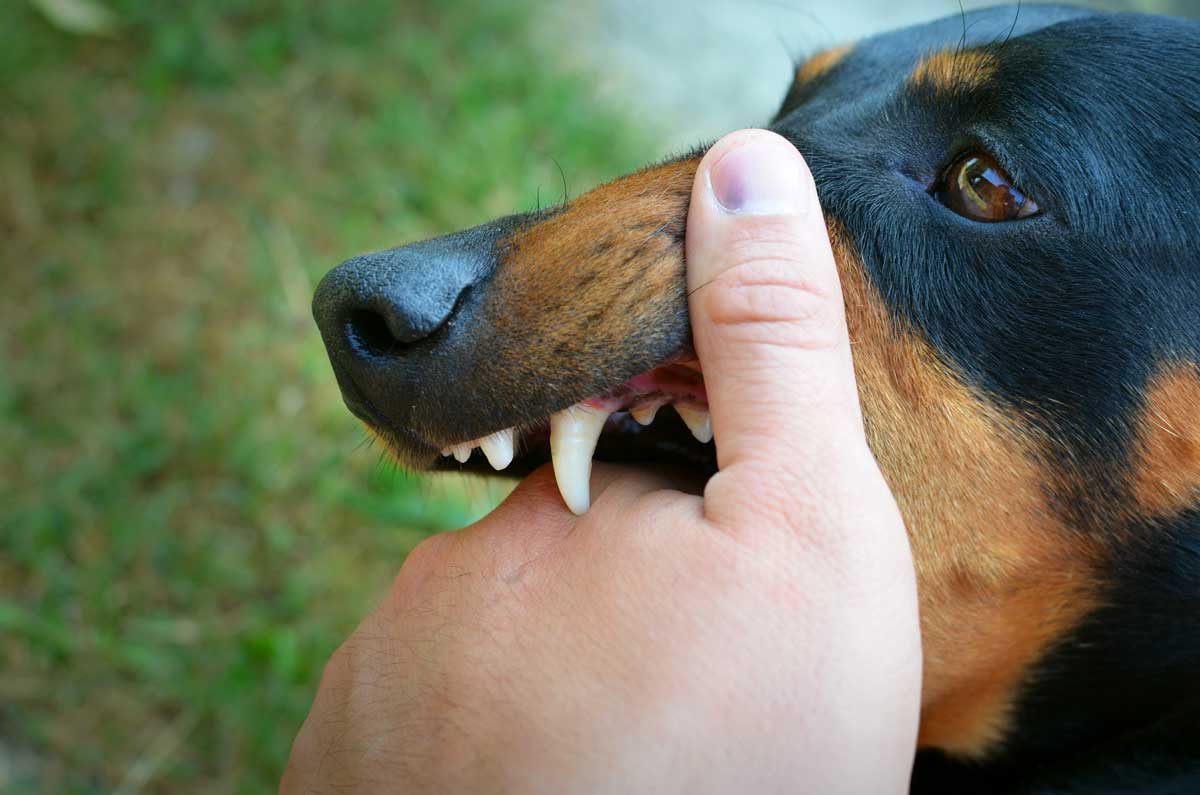 Día Mundial contra la Rabia: vacunación, nutrición y cuidado integral para proteger a perros y gatos